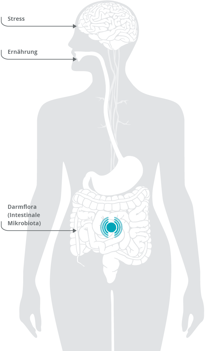 Eine veränderte Darmflora (intestinale Mikrobiota) ist beim Reizdarmsyndrom zu beobachten. Zudem beeinflussen die Ernährung sowie Stress den Darm und damit das persönliche Wohlbefinden der Betroffenen.