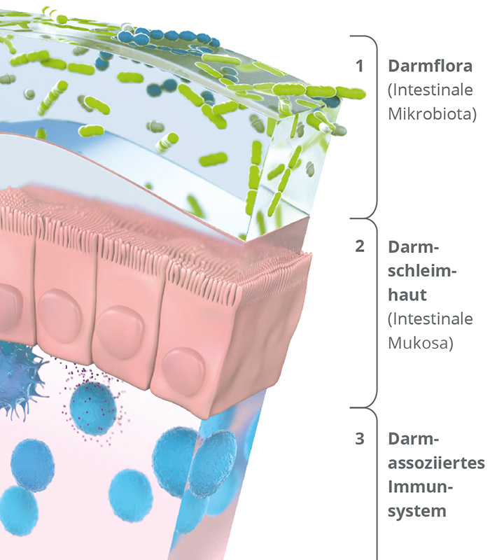 Team aus Darmflora, Darmschleimhaut und Darm-assoziiertes Immunsystem