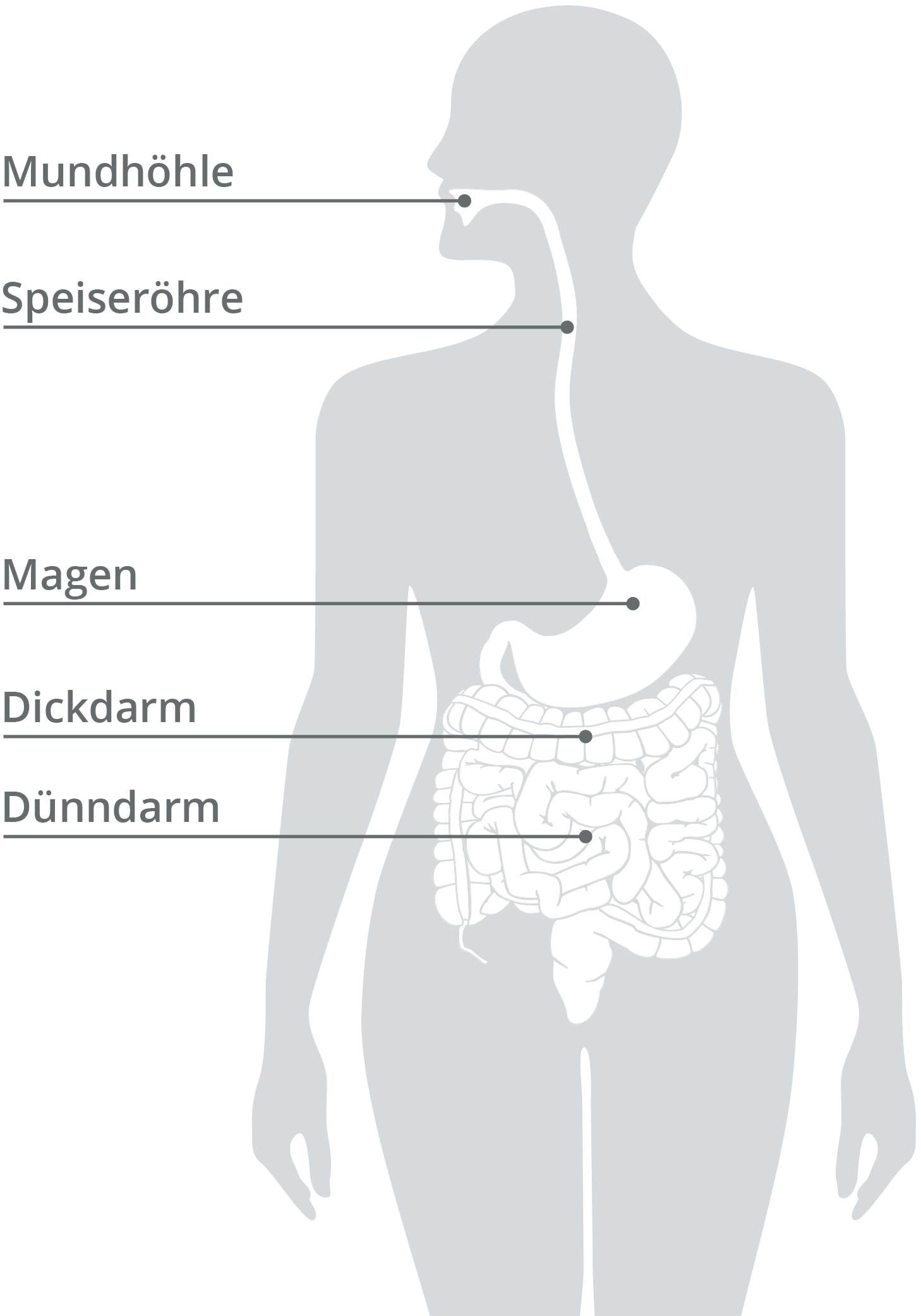 Der Weg der Nahrung durch die verschiedenen Organe, wie die Mundhöhle, die Speiseröhre, der Magen sowie Dick- und Dünndarm.
