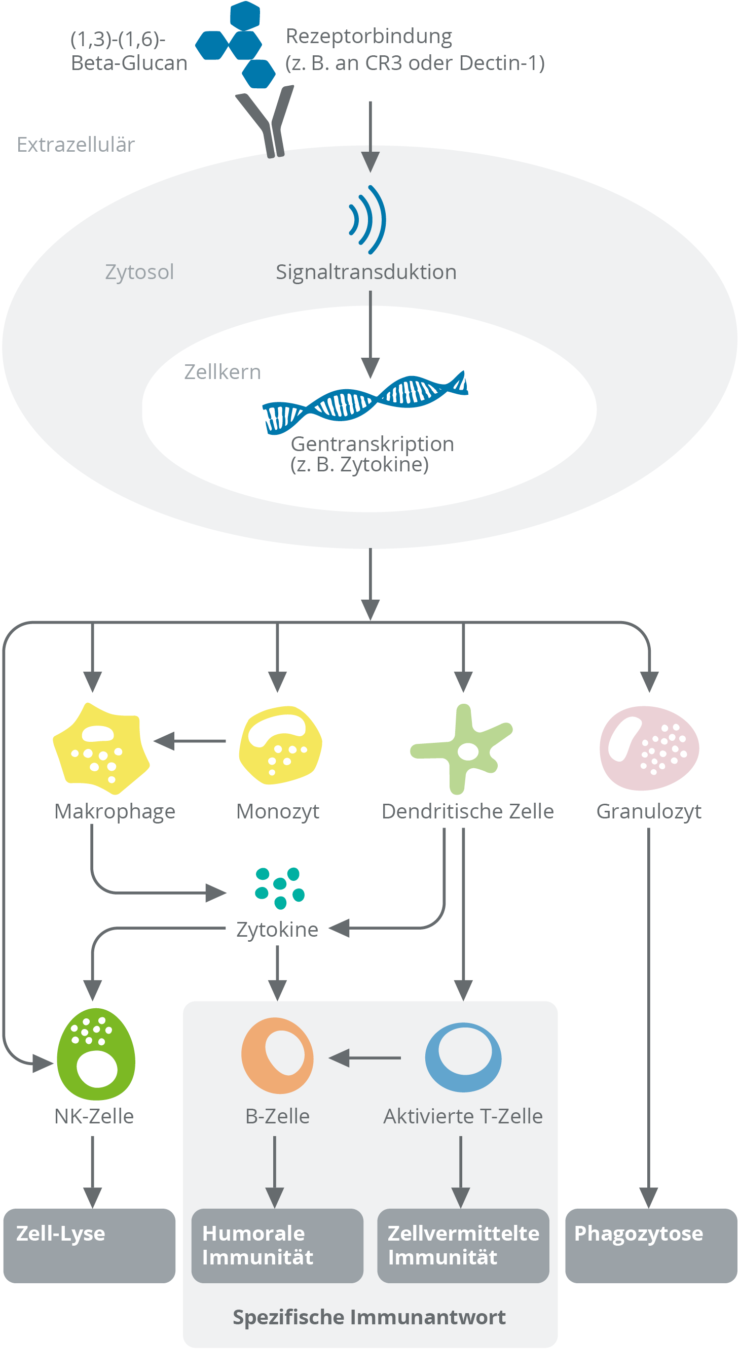 Beta-Glucane werden von speziellen Rezeptoren (z. B. Dectin-1, CR3) auf der Oberfläche verschiedener Immunzellen erkannt.