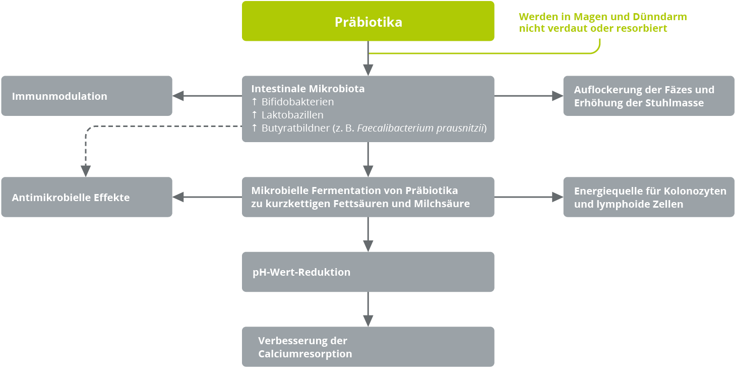 Darstellung der verschiedenen Wirkungsweisen von Präbiotika