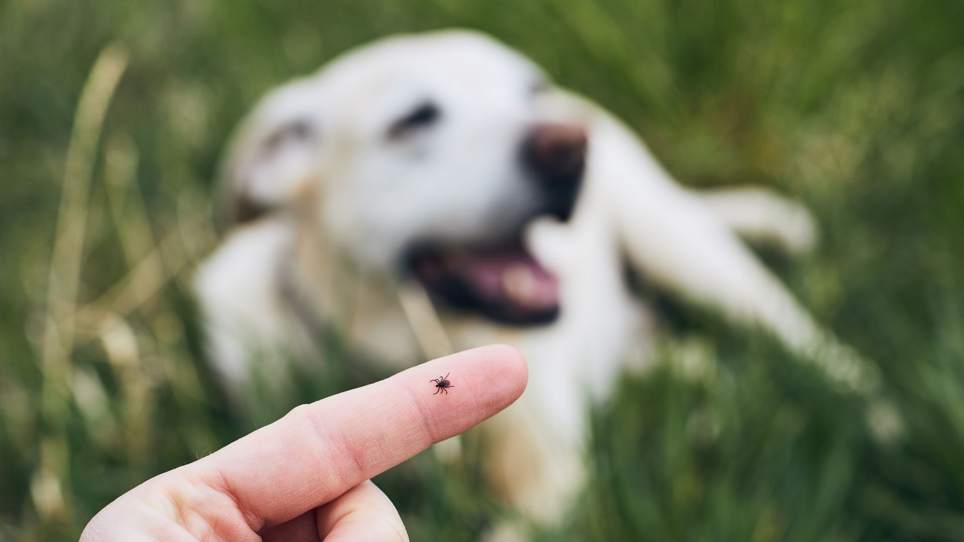 Zecke läuft über einen Finger, im Hintergrund liegt ein Hund auf einer Wiese