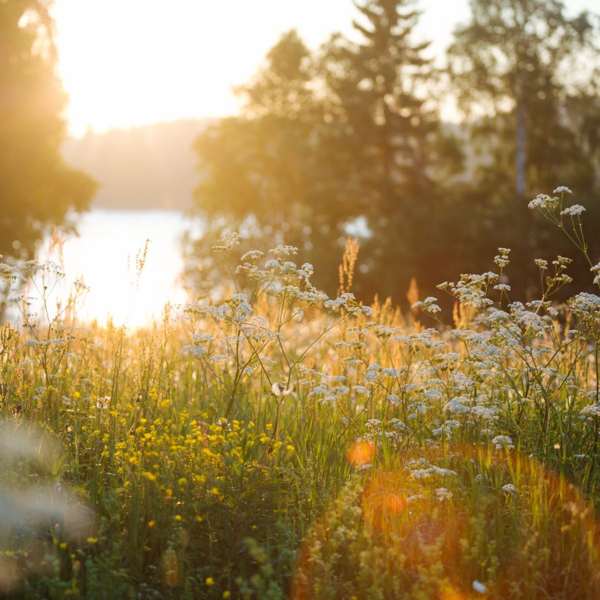 Feld mit Sommerblumen am See