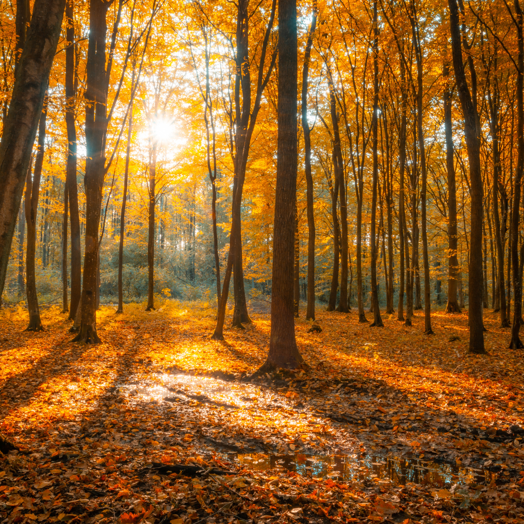 Die Sonne scheint durch einen herbstlichen Wald