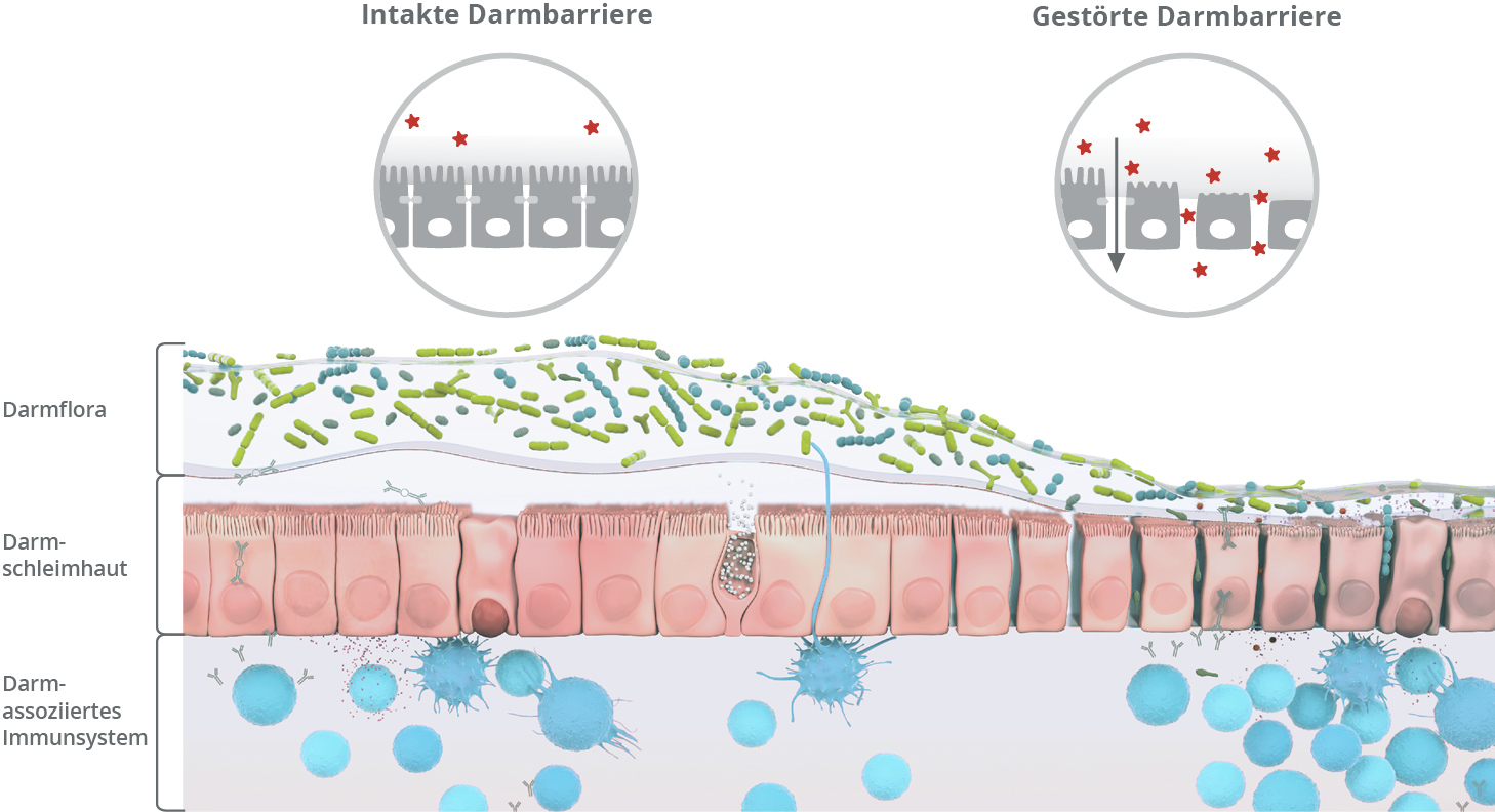 Intakte vs. gestörte Darmbarriere